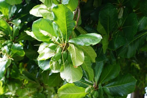 catappa seemandel tree