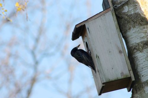 cataracts garden birds nesting box