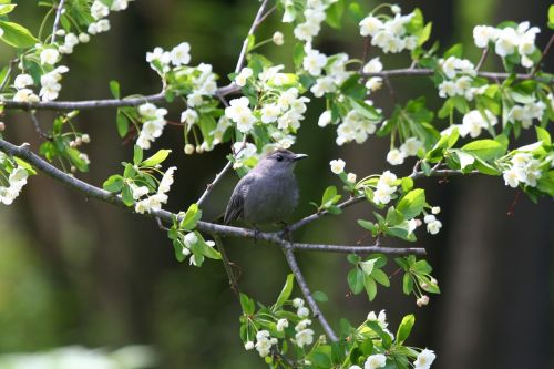catbird bird gray