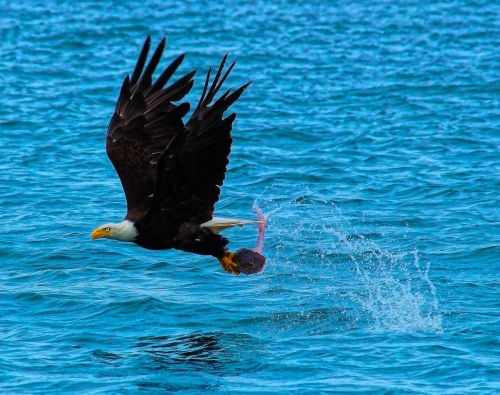 catch of the day bald eagle hunting