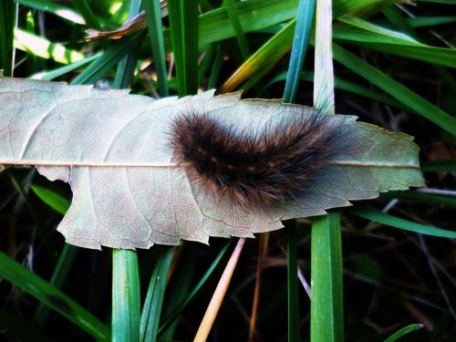 caterpillar sheet grass