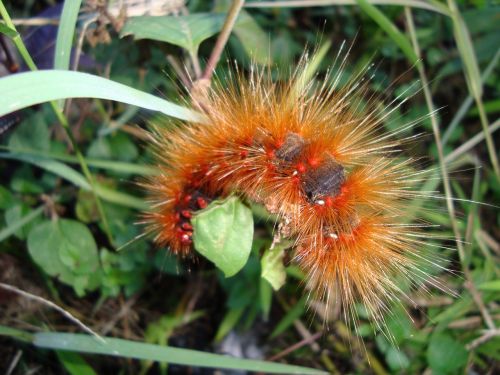 caterpillar larva worm