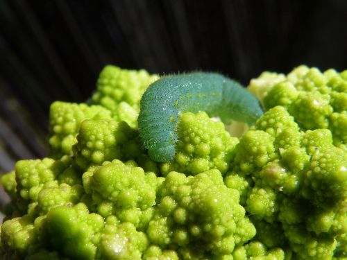 caterpillar broccoli worm