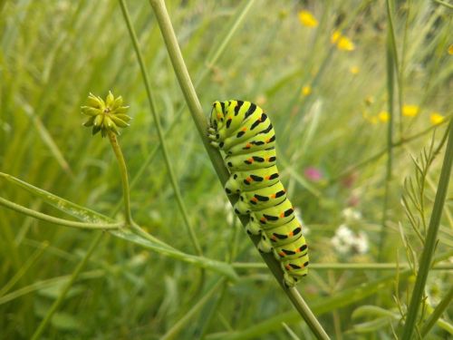caterpillar green grass