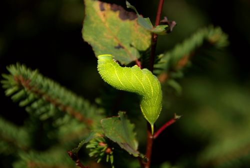 caterpillar animal nature