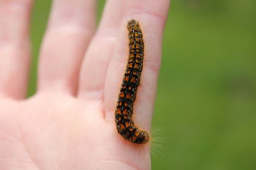 caterpillar hand insect