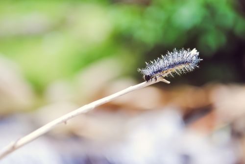 caterpillar insect worm