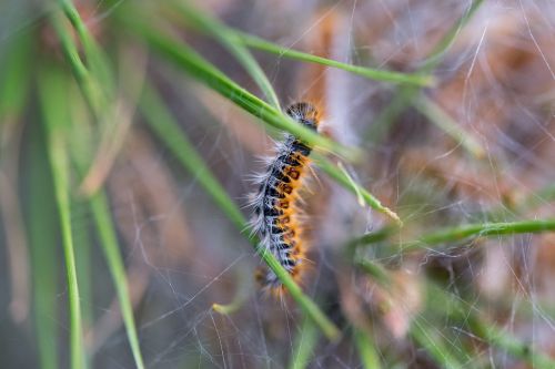 caterpillar nature animal