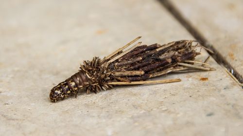 bagworme caterpillar leaf case moth