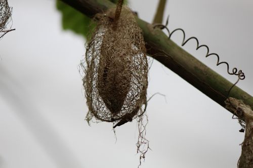 caterpillar cocoon pupal stage