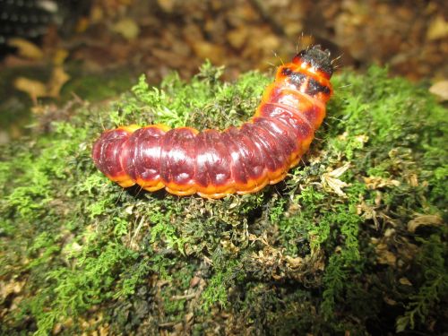 caterpillar nature at