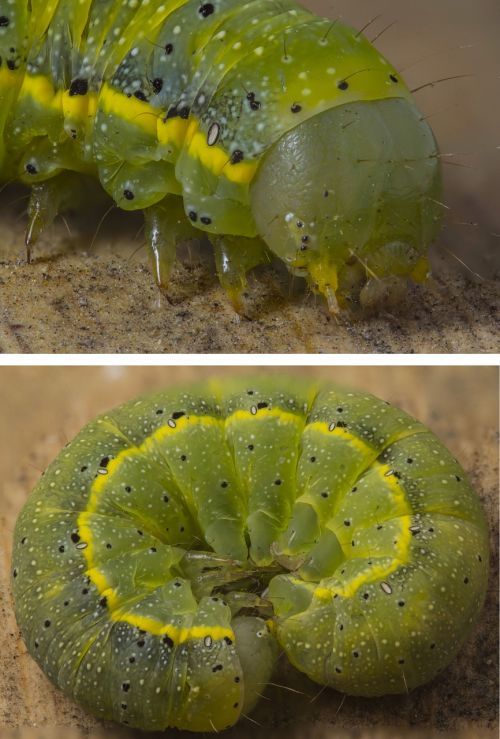 caterpillar macro insect