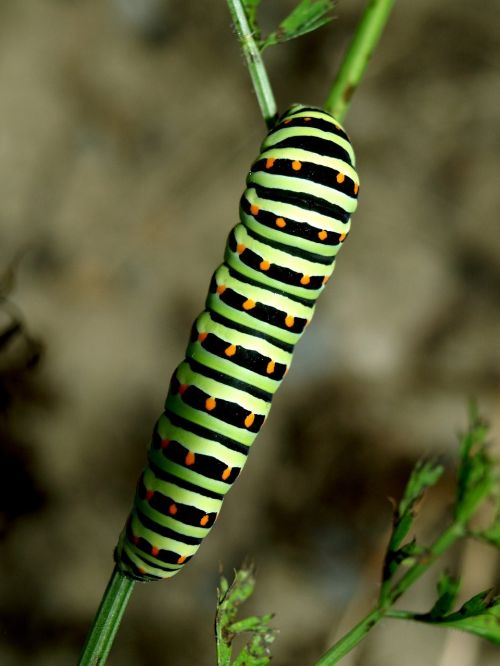caterpillar close green