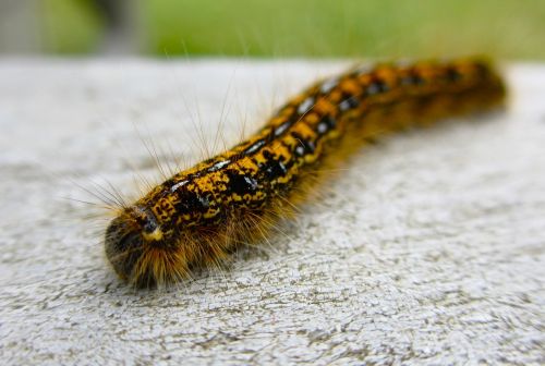 caterpillar fuzzy close-up