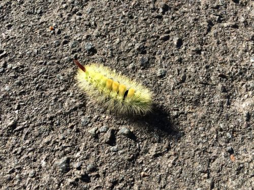 caterpillar furry nature