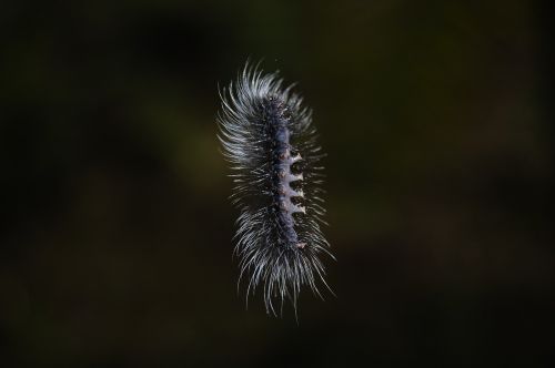 caterpillar nature animal world