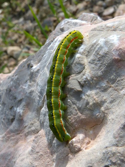 caterpillar colorful worm