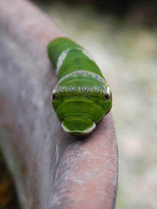 caterpillar green face