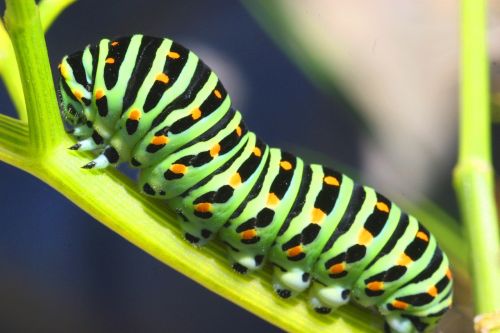caterpillar sphinx butterfly