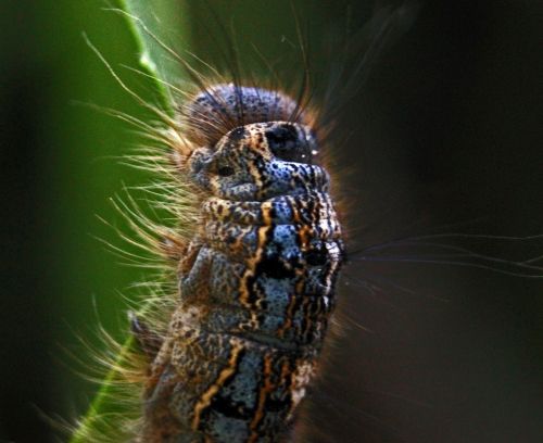 Caterpillar