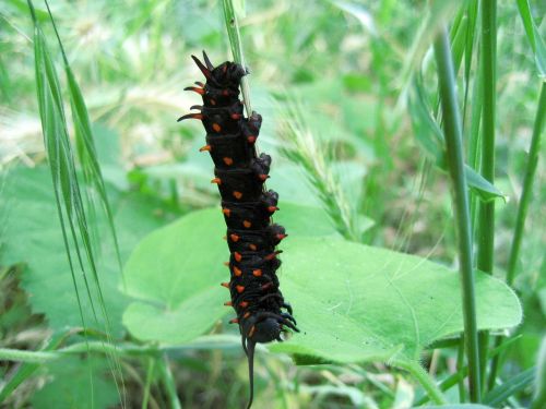 caterpillar tiger swallowtail closeup