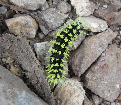 caterpillar green green caterpillar