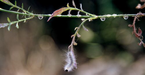 caterpillar millipede plant