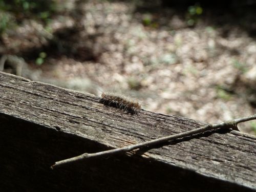 caterpillar farm bugs