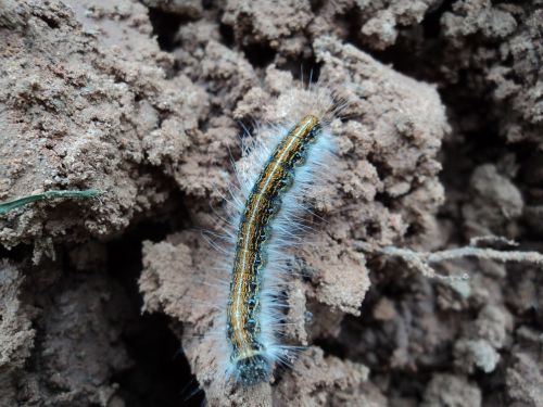 caterpillar dirt hairy