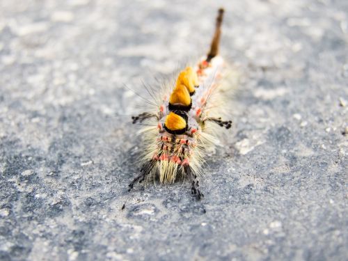 caterpillar liszka insect