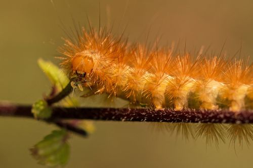 caterpillar hairy hair
