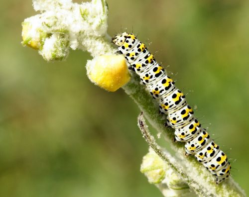 caterpillar larva insect