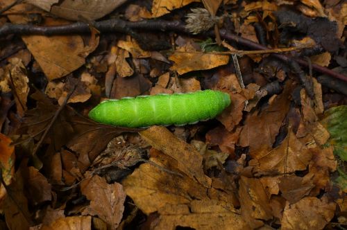 caterpillar insect green
