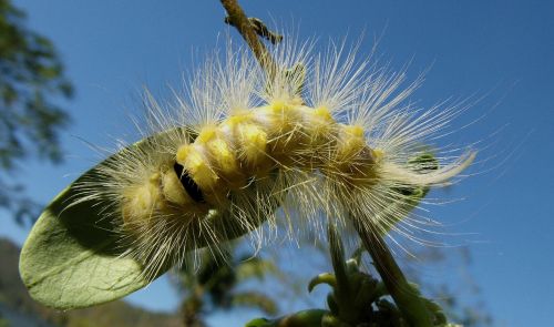 caterpillar yellow hairy