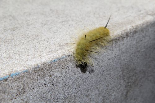 caterpillar bug insect