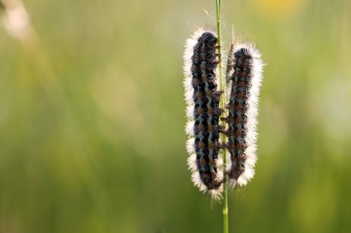 caterpillar nature meadow