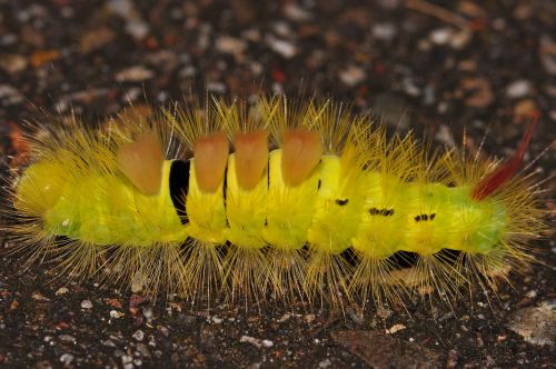 caterpillar macro nature