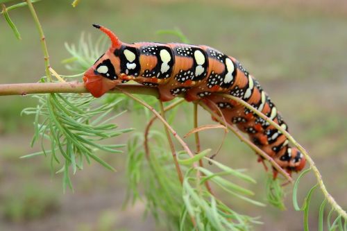 caterpillar insect invertebrates