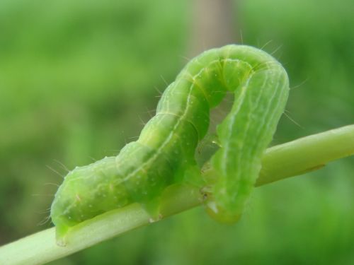 caterpillar insect bend