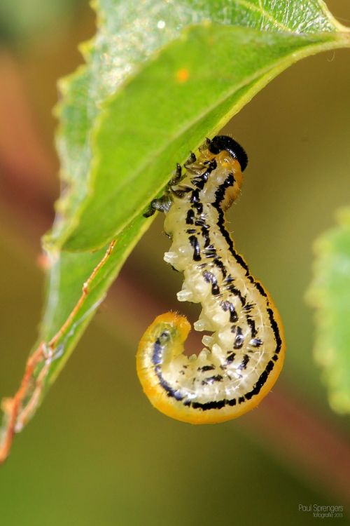 caterpillar macro nature