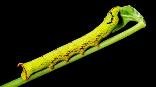 caterpillar yellow green gluttonous