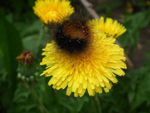 caterpillar insects flower