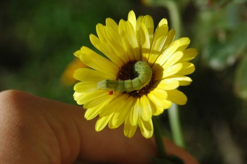 caterpillar caterpillar on flower green caterpillar