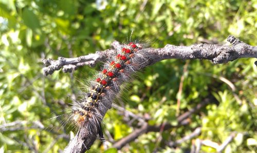 caterpillar gypsy moth lymantria dispar