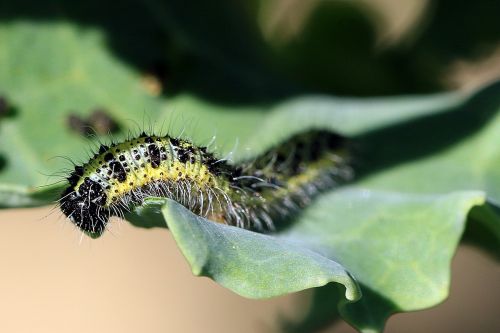 caterpillar pieris brassicae pest