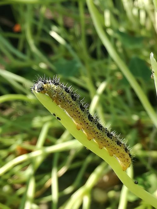 caterpillar nature bug