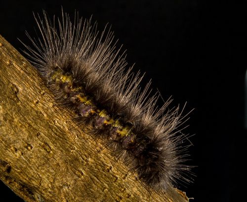caterpillar prickly hairy