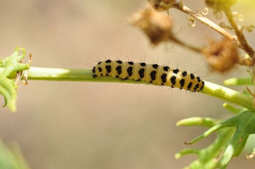 caterpillar insect bug