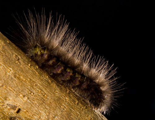 caterpillar hairy close