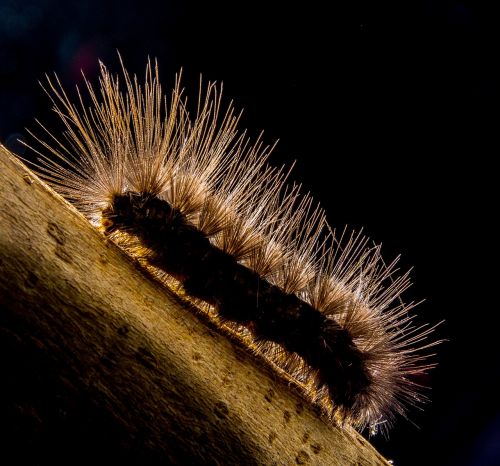 caterpillar hairy close
